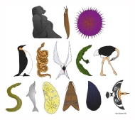 Biodiversidade animais-1